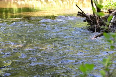 Yeşil ağaçlı dağlar ve akan nehirler. 