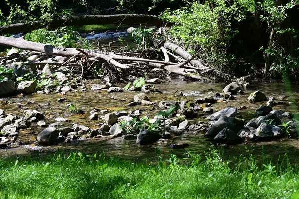 Yeşil ağaçlı dağ ormanı. yaz mevsimi 
