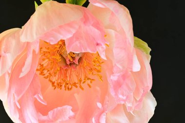 Koyu arkaplanda güzel pembe çiçeğin yakın görüntüsü            