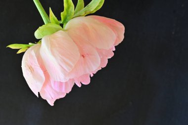 Koyu arkaplanda güzel pembe çiçeğin yakın görüntüsü            