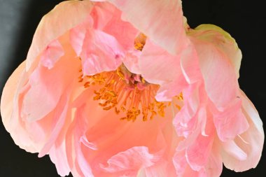 Koyu arkaplanda güzel pembe çiçeğin yakın görüntüsü            