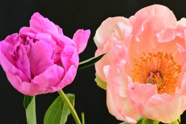 Koyu arkaplanda güzel narin çiçeklerin yakın plan görüntüsü    