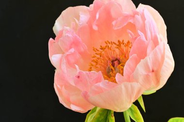 Koyu arkaplanda güzel pembe çiçeğin yakın görüntüsü            