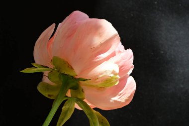 Koyu arkaplanda güzel pembe çiçeğin yakın görüntüsü            