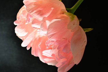 Koyu arkaplanda güzel pembe çiçeğin yakın görüntüsü            