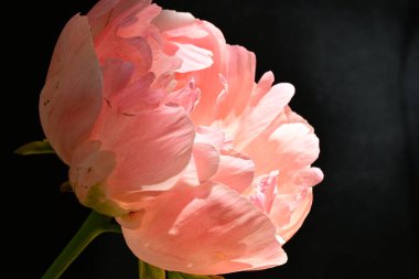 Koyu arkaplanda güzel pembe çiçeğin yakın görüntüsü            