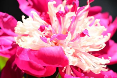 Güzel pembe şakayık çiçeği koyu arkaplanda