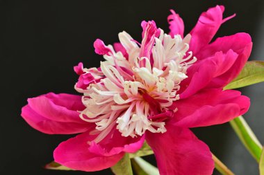 Güzel pembe şakayık çiçeği koyu arkaplanda