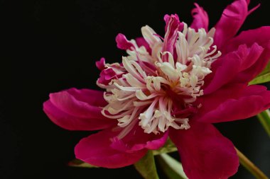 Güzel pembe şakayık çiçeği koyu arkaplanda