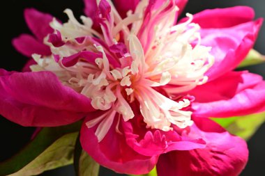 Güzel pembe şakayık çiçeği koyu arkaplanda