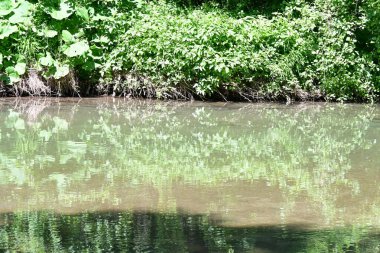 Güzel nehir manzarası ve yaz ormanlarındaki yeşil ağaçlar.