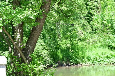 Güzel nehir manzarası ve yaz ormanlarındaki yeşil ağaçlar.