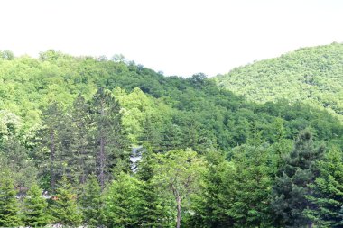 Yeşil dağ orman manzarası manzarası 