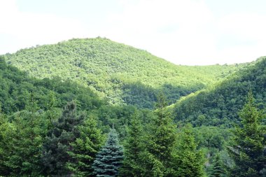 Yeşil dağ orman manzarası manzarası 