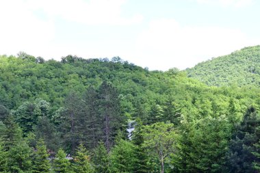 Yeşil dağ orman manzarası manzarası 