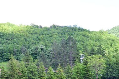 Yeşil dağ orman manzarası manzarası 