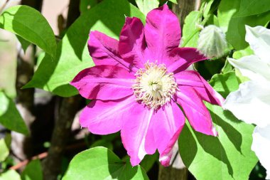 Yaz bahçesinde açan güzel çiçekler, yakın plan.                     