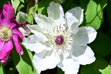 Yaz bahçesinde açan güzel çiçekler, yakın plan.                     