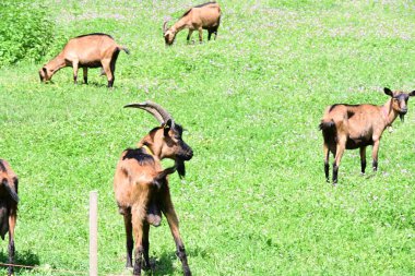 Dağlardaki yeşil çimlerde bir keçi sürüsü.