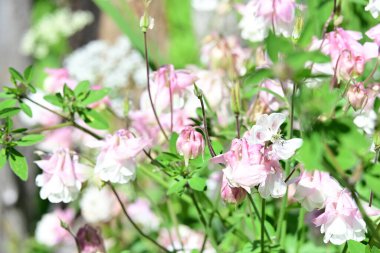 Bahar bahçesinde açan güzel çiçeklerin yakın plan görüntüsü, doğa manzarası               