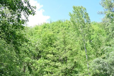 Orman doğası güneşli bir günde, çayırlardaki ağaçlar 