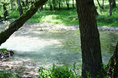 Yaz ormanındaki güzel nehir dalgalanması manzarası