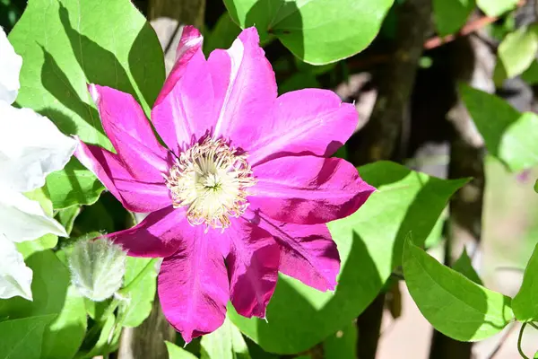 Yaz bahçesinde açan güzel çiçekler, yakın plan.                     