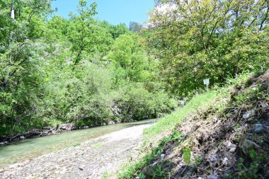 Yaz ormanlarında akan nehrin güzel manzarası