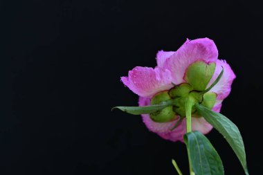 Siyah arka planda su damlaları olan pembe şakayık çiçeği.