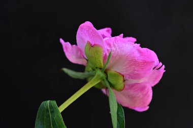 Siyah arka planda su damlaları olan pembe şakayık çiçeği.