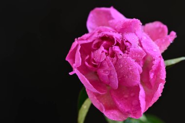 Siyah arka planda su damlaları olan pembe şakayık çiçeği.