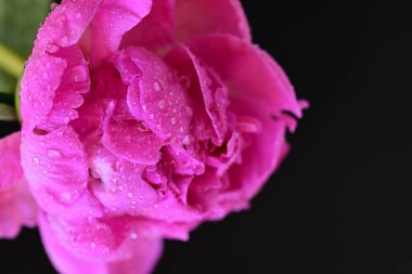 Siyah arka planda su damlaları olan pembe şakayık çiçeği.