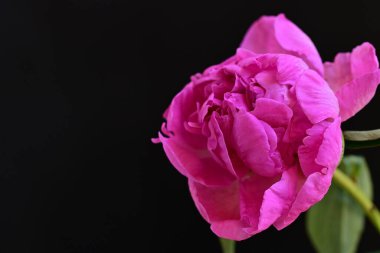 siyah arka plan üzerine pembe Şakayık çiçeği