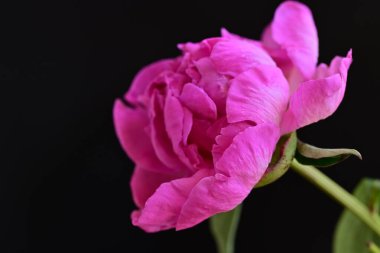 siyah arka plan üzerine pembe Şakayık çiçeği