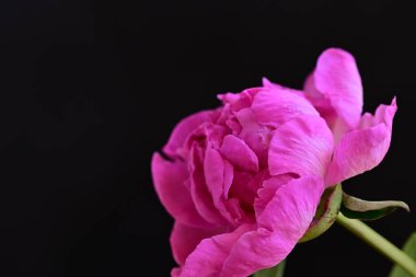 siyah arka plan üzerine pembe Şakayık çiçeği