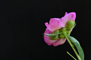 siyah arka plan üzerine pembe Şakayık çiçeği