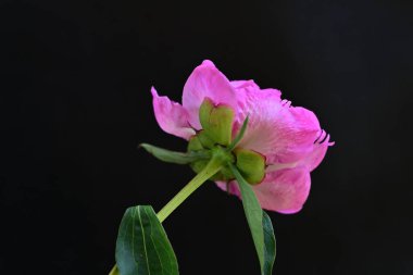 siyah arka plan üzerine pembe Şakayık çiçeği