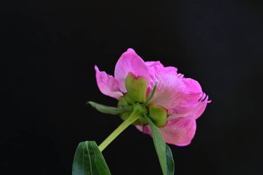 siyah arka plan üzerine pembe Şakayık çiçeği