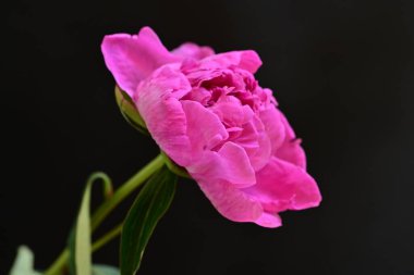 siyah arka plan üzerine pembe Şakayık çiçeği