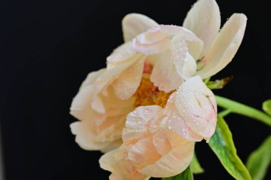 Siyah arkaplanda bej renkli şakayık çiçeği 