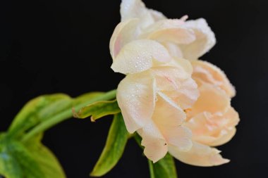 Siyah arkaplanda bej renkli şakayık çiçeği 