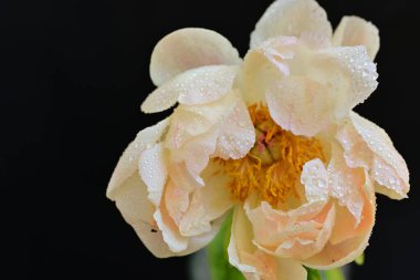 Siyah arkaplanda bej renkli şakayık çiçeği 