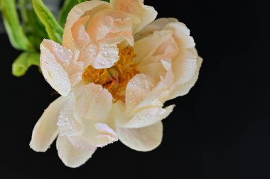 Siyah arkaplanda bej renkli şakayık çiçeği 