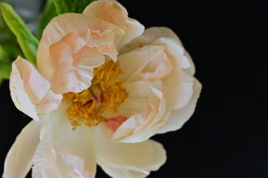 Siyah arkaplanda bej renkli şakayık çiçeği 