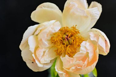 Siyah arkaplanda bej renkli şakayık çiçeği 