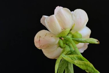 Siyah arkaplanda bej renkli şakayık çiçeği 