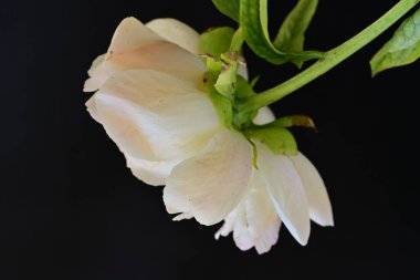 Siyah arkaplanda bej renkli şakayık çiçeği 