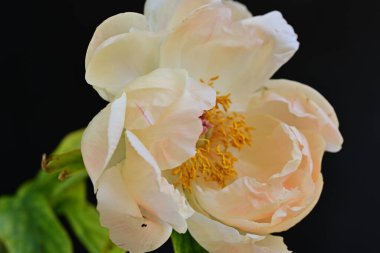 Siyah arkaplanda bej renkli şakayık çiçeği 