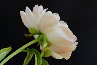 Siyah arkaplanda bej renkli şakayık çiçeği 