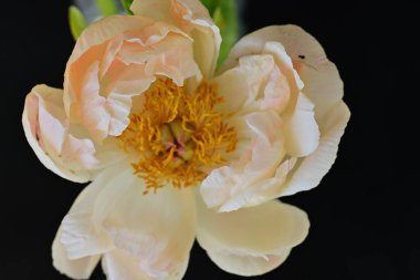 Siyah arkaplanda bej renkli şakayık çiçeği 